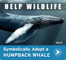 Help Wildlife. Symbolically adopt a humpback whale today!